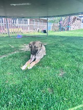 INKA, Hund, Mischlingshund in Wattenbek - Bild 2