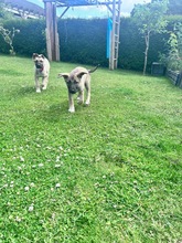 INKA, Hund, Mischlingshund in Wattenbek - Bild 3