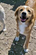 MISTERX, Hund, Mischlingshund in Rumänien - Bild 2