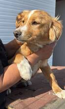 MISTERX, Hund, Mischlingshund in Rumänien - Bild 7