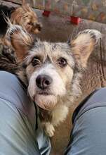 FIFI, Hund, Mischlingshund in Rumänien - Bild 3