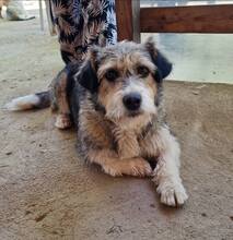 FIFI, Hund, Mischlingshund in Rumänien - Bild 5