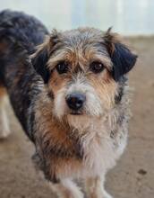 FIFI, Hund, Mischlingshund in Rumänien - Bild 6