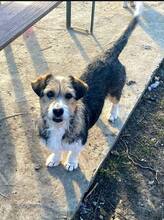 FIFI, Hund, Mischlingshund in Rumänien - Bild 7