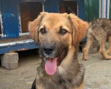 LEX, Hund, Mischlingshund in Rumänien - Bild 1