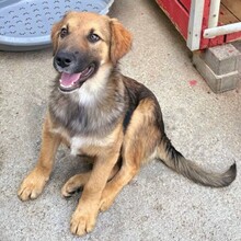 LEX, Hund, Mischlingshund in Rumänien - Bild 2