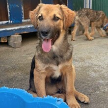 LEX, Hund, Mischlingshund in Rumänien - Bild 3
