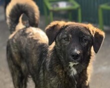 YAMIR, Hund, Mischlingshund in Rumänien - Bild 1