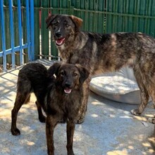 YAMIR, Hund, Mischlingshund in Rumänien - Bild 10