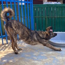 YAMIR, Hund, Mischlingshund in Rumänien - Bild 11