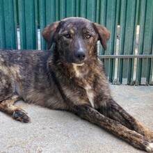 YAMIR, Hund, Mischlingshund in Rumänien - Bild 12