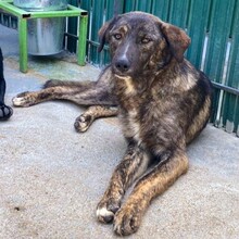 YAMIR, Hund, Mischlingshund in Rumänien - Bild 13