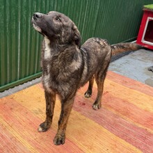 YAMIR, Hund, Mischlingshund in Rumänien - Bild 3