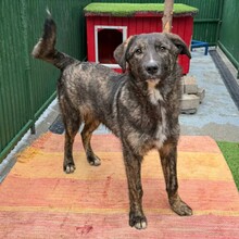YAMIR, Hund, Mischlingshund in Rumänien - Bild 5