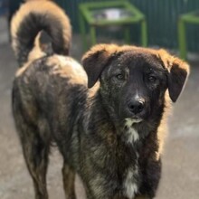 YAMIR, Hund, Mischlingshund in Rumänien - Bild 8
