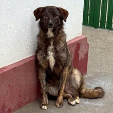 YAMIR, Hund, Mischlingshund in Rumänien - Bild 9