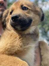 SID, Hund, Mischlingshund in Rumänien - Bild 8