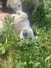 SAM, Hund, Mischlingshund in Rumänien - Bild 11