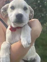 SAM, Hund, Mischlingshund in Rumänien - Bild 2