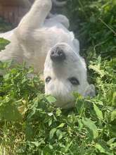 SAM, Hund, Mischlingshund in Rumänien - Bild 7