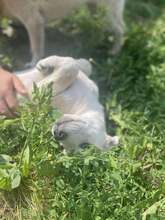 SAM, Hund, Mischlingshund in Rumänien - Bild 9