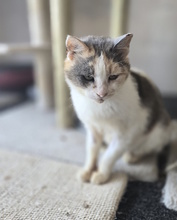 CLAIRE, Katze, Europäisch Kurzhaar in Kroatien - Bild 1