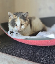 CLAIRE, Katze, Europäisch Kurzhaar in Kroatien - Bild 2