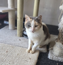 CLAIRE, Katze, Europäisch Kurzhaar in Kroatien - Bild 3