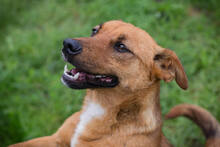 BENNY, Hund, Mischlingshund in Kroatien - Bild 1