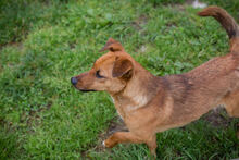 BENNY, Hund, Mischlingshund in Kroatien - Bild 2