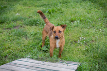 BENNY, Hund, Mischlingshund in Kroatien - Bild 3