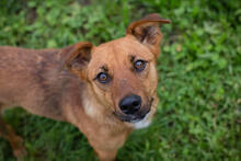 BENNY, Hund, Mischlingshund in Kroatien - Bild 4