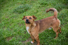 BENNY, Hund, Mischlingshund in Kroatien - Bild 5