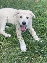 SCARLETT, Hund, Mischlingshund in Rumänien - Bild 1