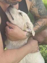 SCARLETT, Hund, Mischlingshund in Rumänien - Bild 6