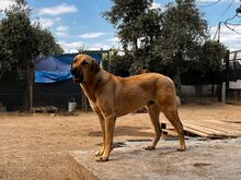 RUSTY, Hund, Mischlingshund in Türkei - Bild 1