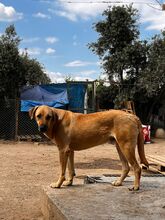 RUSTY, Hund, Mischlingshund in Türkei - Bild 2