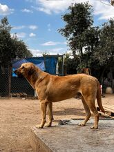 RUSTY, Hund, Mischlingshund in Türkei - Bild 3