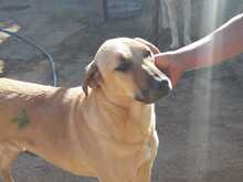 RUSTY, Hund, Mischlingshund in Türkei - Bild 4