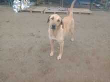 RUSTY, Hund, Mischlingshund in Türkei - Bild 5