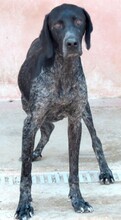 EVANGELIA, Hund, Deutsch Kurzhaar-Mix in Zypern - Bild 10