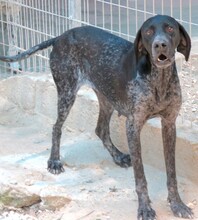 EVANGELIA, Hund, Deutsch Kurzhaar-Mix in Zypern - Bild 2