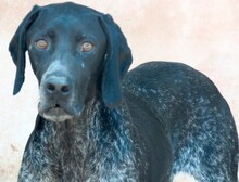 EVANGELIA, Hund, Deutsch Kurzhaar-Mix in Zypern - Bild 3