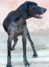 EVANGELIA, Hund, Deutsch Kurzhaar-Mix in Zypern - Bild 4