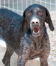 EVANGELIA, Hund, Deutsch Kurzhaar-Mix in Zypern - Bild 5
