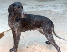 EVANGELIA, Hund, Deutsch Kurzhaar-Mix in Zypern - Bild 6