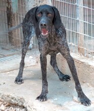 EVANGELIA, Hund, Deutsch Kurzhaar-Mix in Zypern - Bild 7