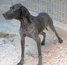 EVANGELIA, Hund, Deutsch Kurzhaar-Mix in Zypern - Bild 9