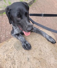 BASCO, Hund, Mischlingshund in Ronnenberg - Bild 2
