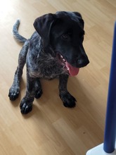 BASCO, Hund, Mischlingshund in Ronnenberg - Bild 3